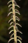 Shortleaf lobelia